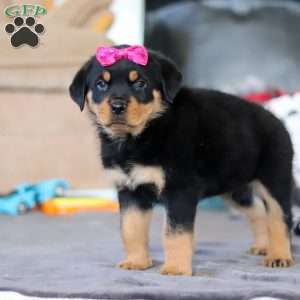 Avery, Rottweiler Puppy